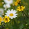 White & Yellow
France