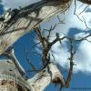Dead Tree Shot
Grand Canyon, AZ