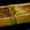 Hollowed Out
Hawaii