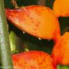 Alien Plants
Hawaii