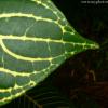 Giant Leaves
Hawaii
