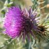 Weaponized Flower
France