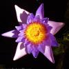 Purple Lotus
Hainan Island, China