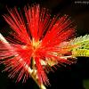 Spike Ball Flower
Tempe, AZ