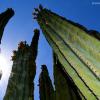 Saguaro Giants
Tempe, AZ
