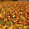 Fall Colors
Evansville, IN
