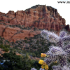 Blooming Cactus
Sedona, AZ