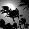 Windy Day
Hawaii