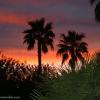 Backyard During Monsoons
Tempe, AZ