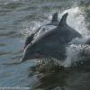 Cruising with Flipper
Orange Beach, AL