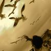 Attack of the Birds
Corpus Christi, TX
