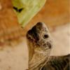 Tortu Snacktime
Tempe, AZ