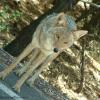 Coyote Crossing
Grand Canyon, AZ