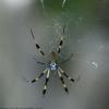 Hanging Out in the Web
Freeport, Bahamas
