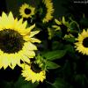 Sleeping Sunflowers
Switzerland